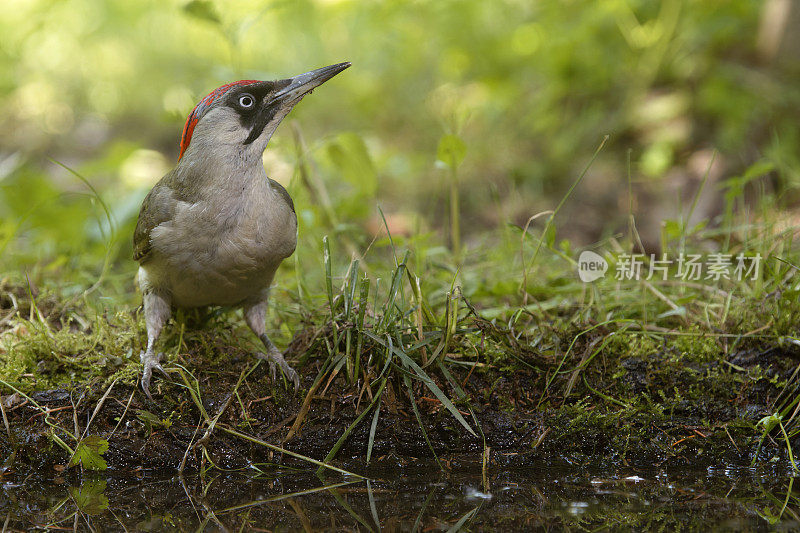 雌绿啄木鸟(Picus viridis)